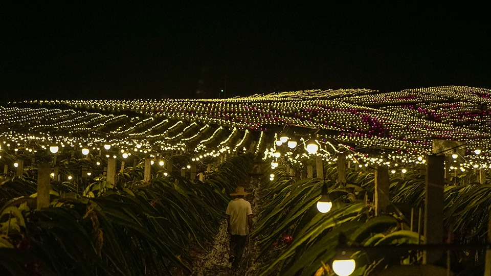 Gigabit Optical Network,Dragon Fruit