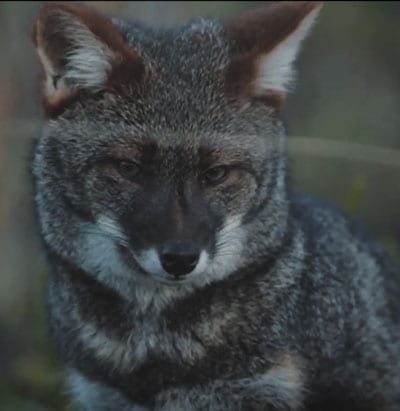 foxes