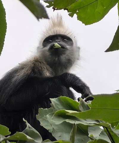 A white-headed langur munching on a leaf