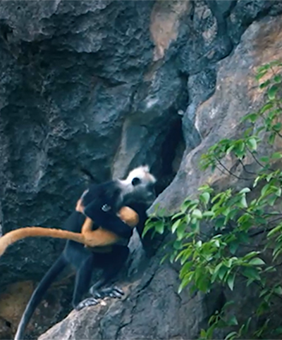 A white-headed langur female carrying her baby